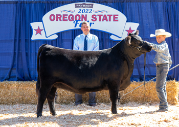 Reserve Intermediate Champion Heifer