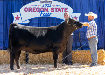 Intermediate Champion Heifer