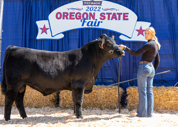 Reserve Senior Bull Calf Champion