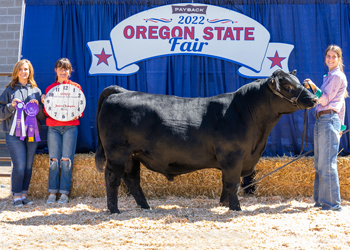Junior Champion Bull