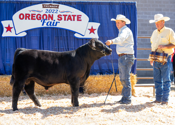 Reserve Junior Bull Calf Champion