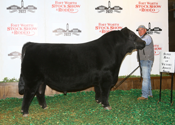 Reserve Senior Champion Bull