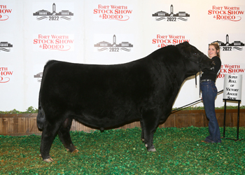 Senior Champion Bull