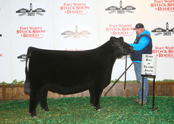 Reserve Intermediate Champion Heifer