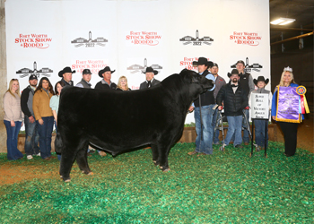 Grand Champion Bull
