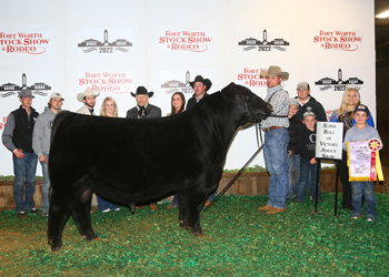 Reserve Grand Champion Bull