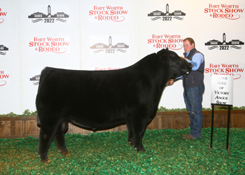 Intermediate Champion Bull