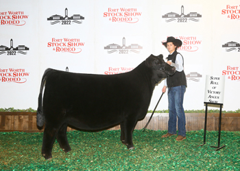 Senior Heifer Calf Champion