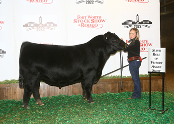 Reserve Senior Bull Calf Champion