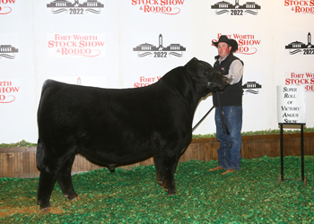 Senior Bull Calf Champion