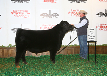 Junior Bull Calf Champion