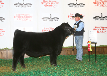 Reserve Junior Bull Calf Champion