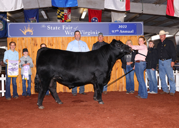 Reserve Grand Champion Bull