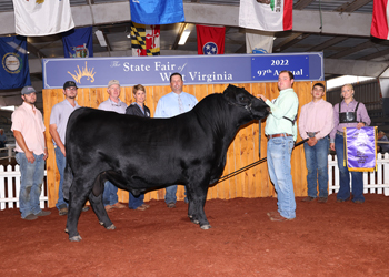 Grand Champion Bull
