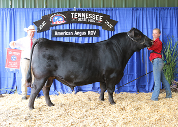 Tennessee Reserve Grand Champion Bull