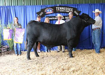 Grand Champion Bred-and-owned Bull