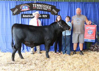 Tennessee Grand Champion Bull