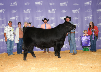 Grand Champion Bull