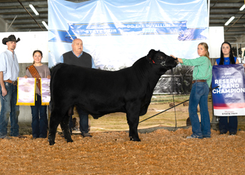 Reserve Grand Champion Bull