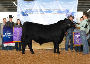 Grand Champion Bull