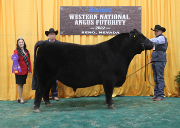 Senior Champion Bull