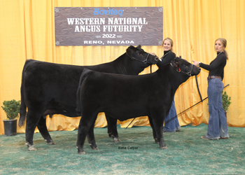 Reserve Senior Champion Female