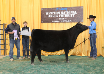 Reserve Intermediate Champion Heifer