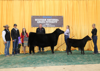 Junior Champion Heifer