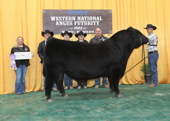 Reserve Junior Champion Bull