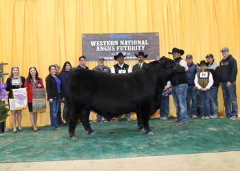 Reserve Grand Champion Bull