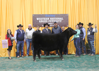 Reserve Grand Champion Female