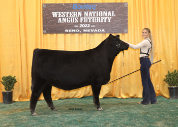 Junior Heifer Calf Champion - Division 3