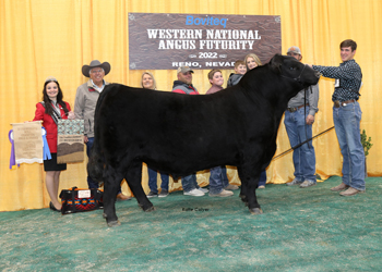 Intermediate Champion Bull