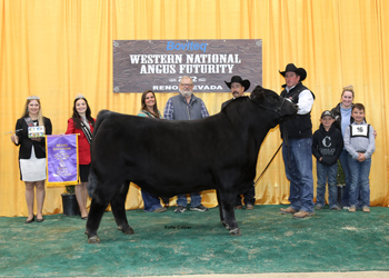 Grand Champion Bull