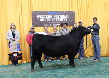 Reserve Senior Bull Calf Champion