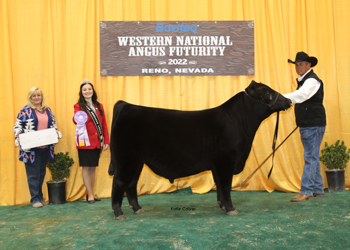 Reserve Junior Bull Calf Champion