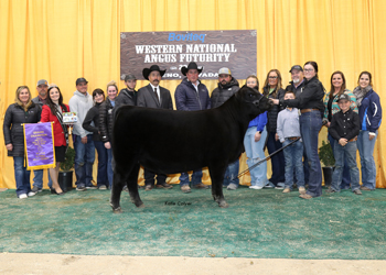 Grand Champion Female