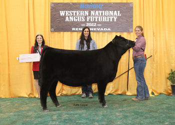 Reserve Junior Heifer Calf Champion - Division 2