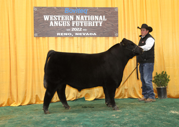 Junior Bull Calf Champion