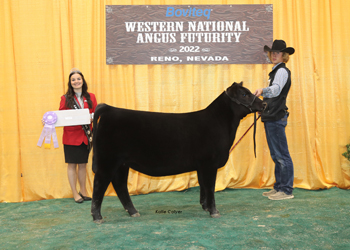 Reserve Champion Fall HCC