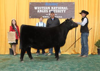 Owned Reserve Intermediate Champion Heifer