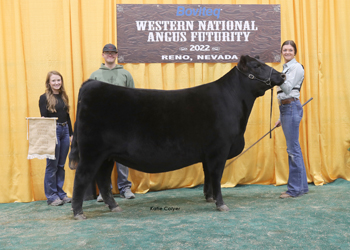 Owned Intermediate Champion Heifer