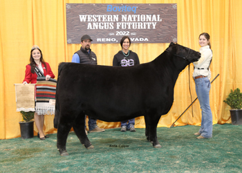 Owned Reserve Senior Heifer Calf Champion