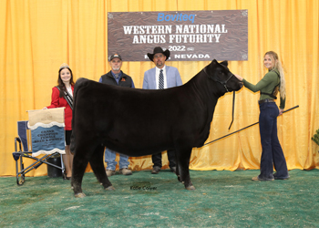 Grand Champion Bred-and-owned Female