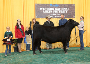 PGS Heifer Division 3