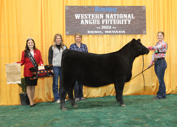 PGS Heifer Division 2