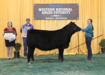 Bred-and-owned Reserve Senior Heifer Calf Champion