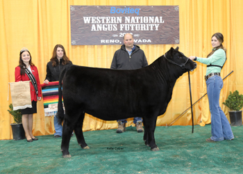 PGS Reserve Heifer Division 2