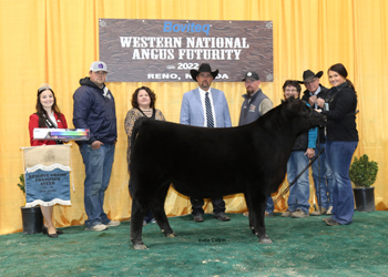 Reserve Grand Champion Steer
