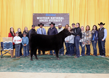 Grand Champion Owned Female